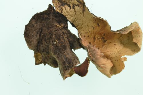 Tree Pelt Lichen